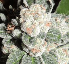 Scott's OG (Rare Dankness)