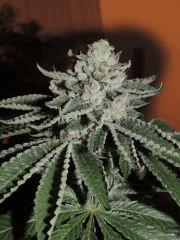 Scott's OG (Rare Dankness)
