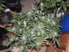Sour Diesel (Cali Connection)