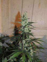 Ed Rosenthal Super Bud (Sensi Seeds)