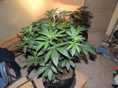 Scott's OG (Rare Dankness)