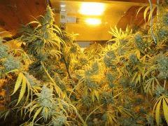 Moonshine Haze (Rare Dankness)