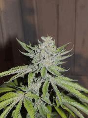Scott's OG (Rare Dankness)