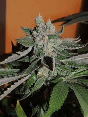 Scott's OG (Rare Dankness)