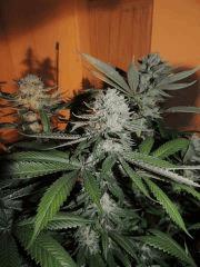 Scott's OG (Rare Dankness)