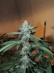 Scott's OG (Rare Dankness)