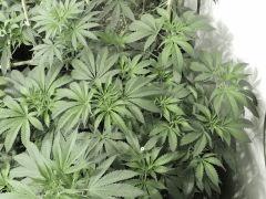 Scott's OG (Rare Dankness Seeds)