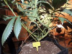 Scott's OG (Rare Dankness)