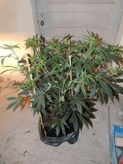 Sour Diesel (Cali Connection)