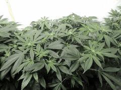 Sour Diesel (Cali Connection)