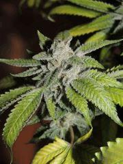 Scott's OG (Rare Dankness)