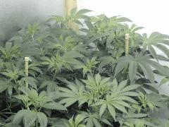 Sour Diesel (Cali Connection)
