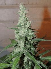 Ed Rosenthal Super Bud (Sensi Seeds)