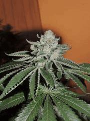 Scott's OG (Rare Dankness)