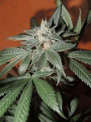 Scott's OG (Rare Dankness)