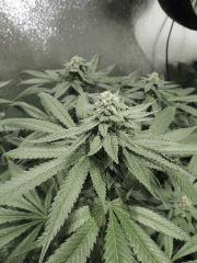 Scott's OG (Rare Dankness)