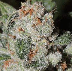 Scott's OG (Rare Dankness)