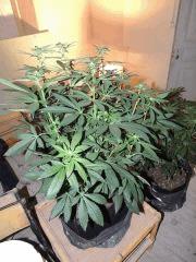 Scott's OG (Rare Dankness)