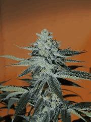 Scott's OG (Rare Dankness)