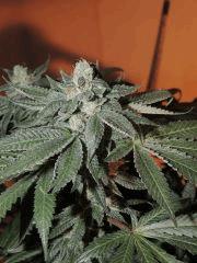 Scott's OG (Rare Dankness)