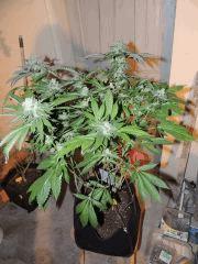 Scott's OG (Rare Dankness)