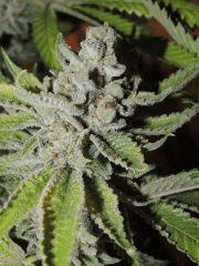Scott's OG (Rare Dankness)