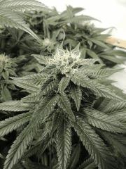 Sour Diesel (Cali Connection)