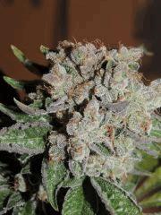 Scott's OG (Rare Dankness)