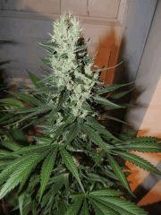 Ed Rosenthal Super Bud (Sensi Seeds)
