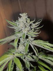 Scott's OG (Rare Dankness)