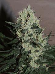 Ed Rosenthal Super Bud (Sensi Seeds)
