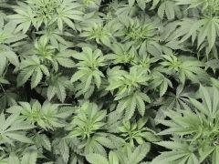 Scott's OG (Rare Dankness Seeds)