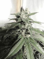 Sour Diesel (Cali Connection)