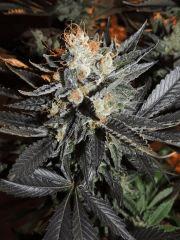 Sour Diesel (Cali Connection)