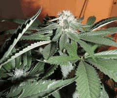 Scott's OG (Rare Dankness)