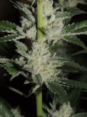 Scott's OG (Rare Dankness)