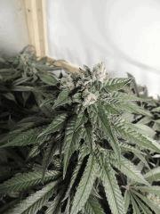 Sour Diesel (Cali Connection)