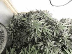 Sour Diesel (Cali Connection)