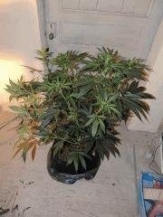 Sour Diesel (Cali Connection)