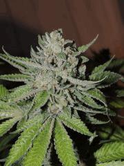 Scott's OG (Rare Dankness)