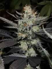 Sour Diesel (Cali Connection)