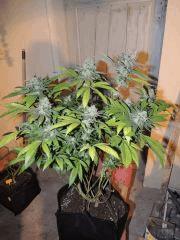 Scott's OG (Rare Dankness)