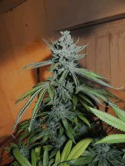 Scott's OG (Rare Dankness)