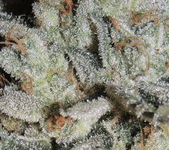 Scott's OG (Rare Dankness)