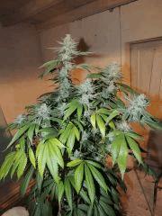Scott's OG (Rare Dankness)