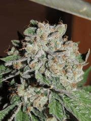 Scott's OG (Rare Dankness)