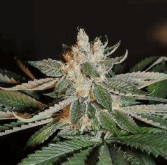 Scott's OG (Rare Dankness)