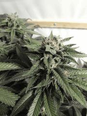 Sour Diesel (Cali Connection)