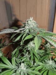 Scott's OG (Rare Dankness)