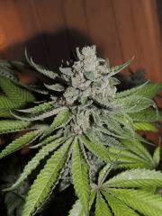 Scott's OG (Rare Dankness)
